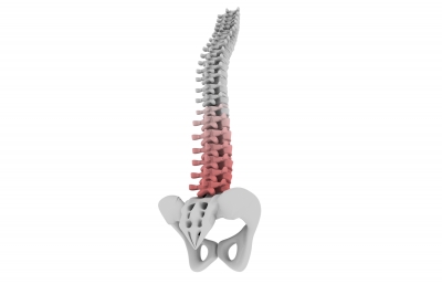 Human Spinal Columnby cooldesign
