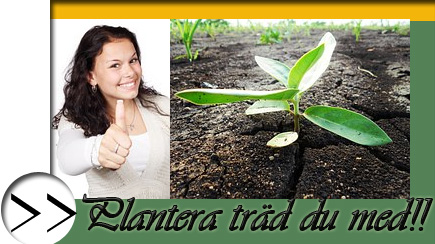 plantera_träd